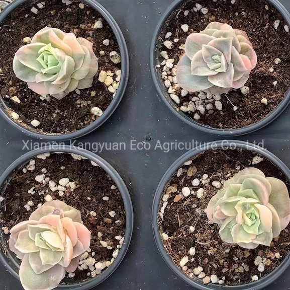 Beautiful Various Real Korea Succulents