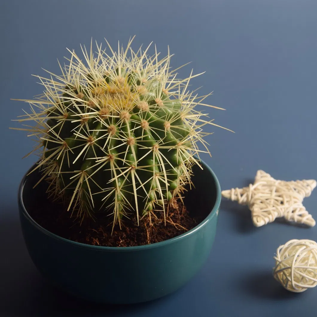 Round Mini Potted Succulent Cactus Plant for Indoor Decoration