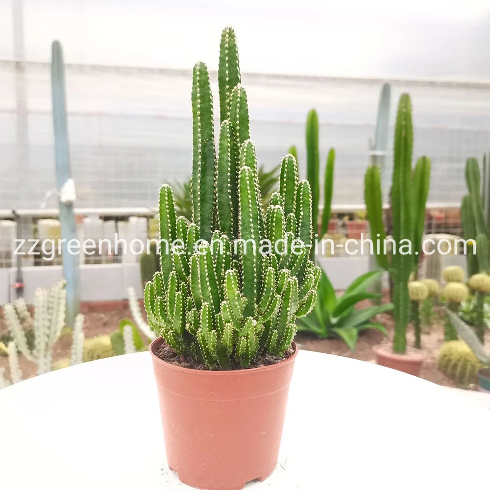 Cactus Fairy Castle Ornamental Live Plant