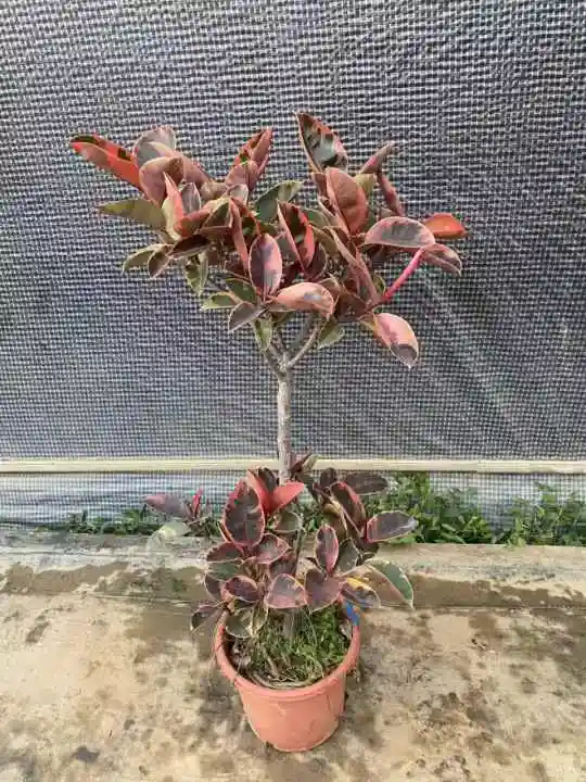 120cm Double-Deck Ficus Ruby Real Plants