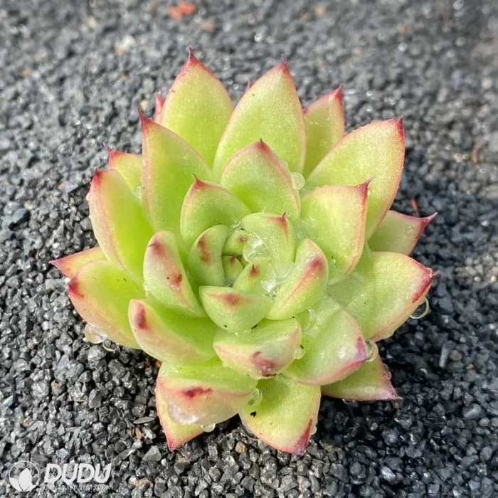 Dudu Topsale Wholesale Indoor Agavoides Torchlight Echeveria Natural Live Succulent