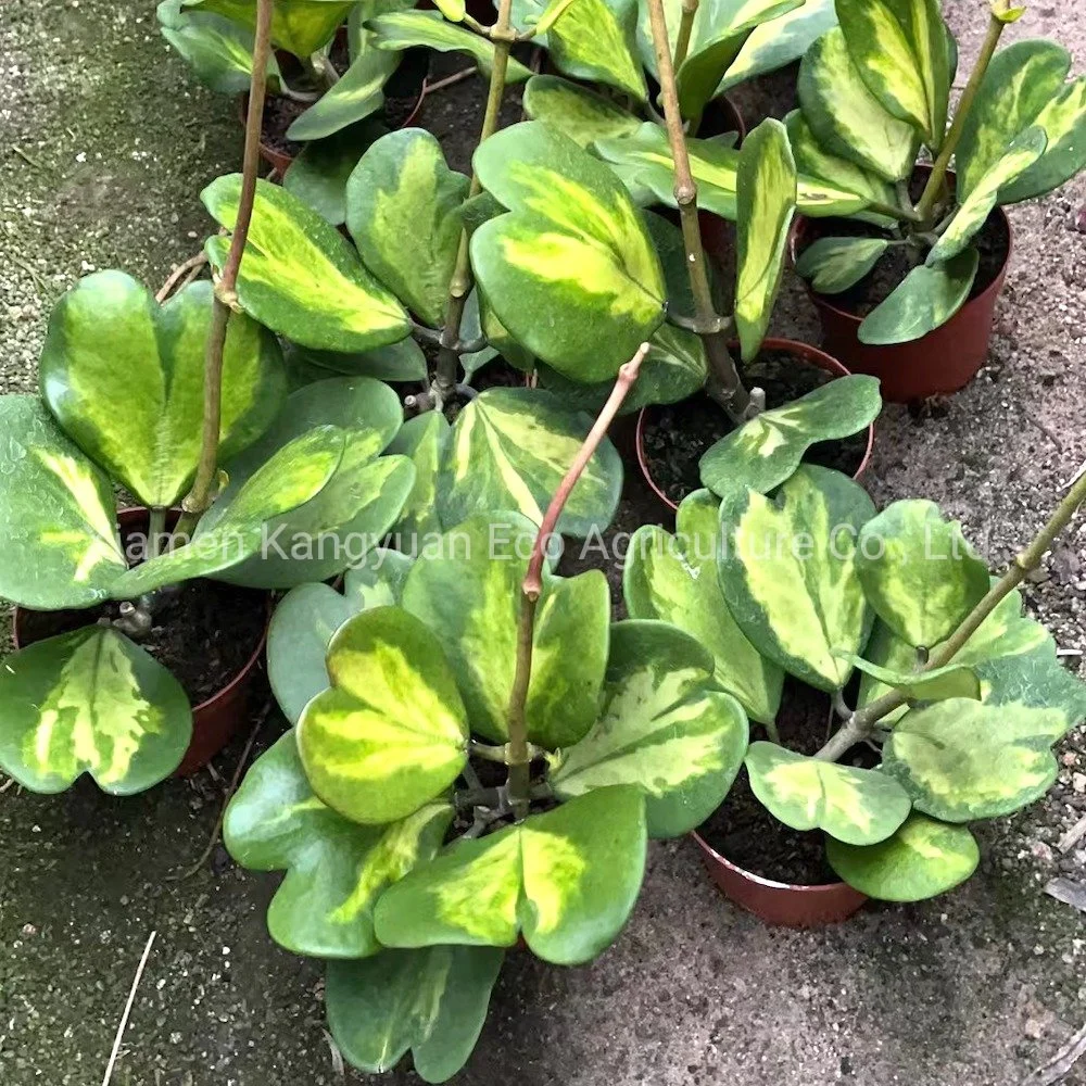 Wholesale Indoor Flower Plants Hoya