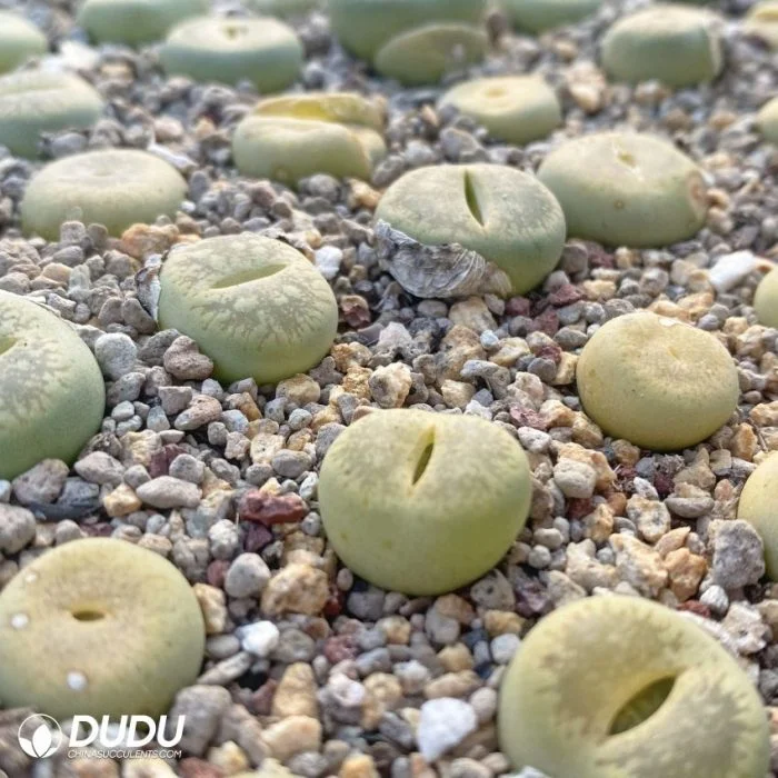 Dudu Beauty Cheap Indoor Lithops Lvguangyang Lithops Natural Live Succulent