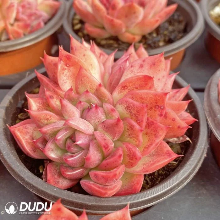 Dudu Wholesale Indoor Floriana Clustering Echeveria Natural Live Succulent