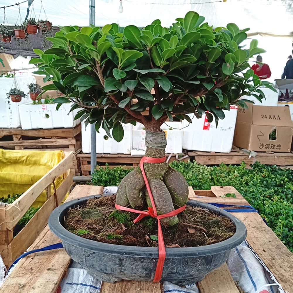 Ficus Ginseng Bonsai Ficus Elastica Rubber Tree Live Indoor Plants Succulents Wholesale