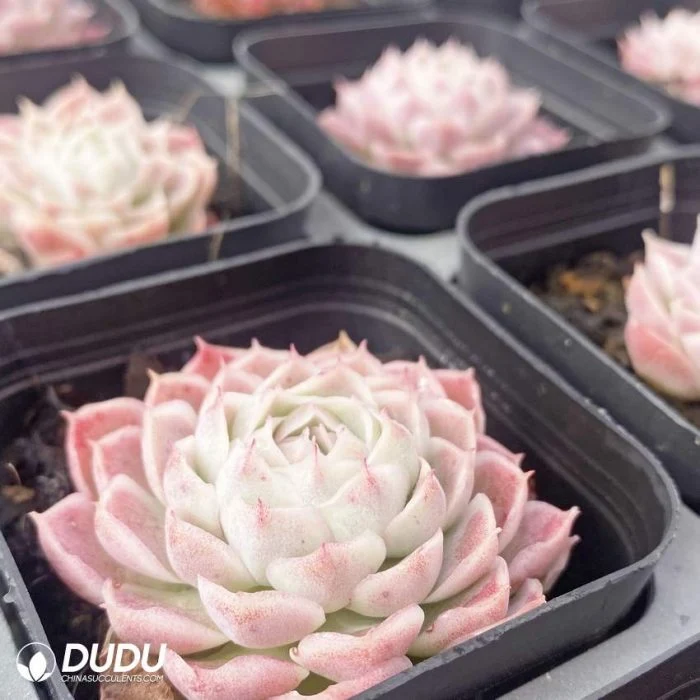 Dudu Hot Sale Mini Pale White Echeveria Natural Live Succulent