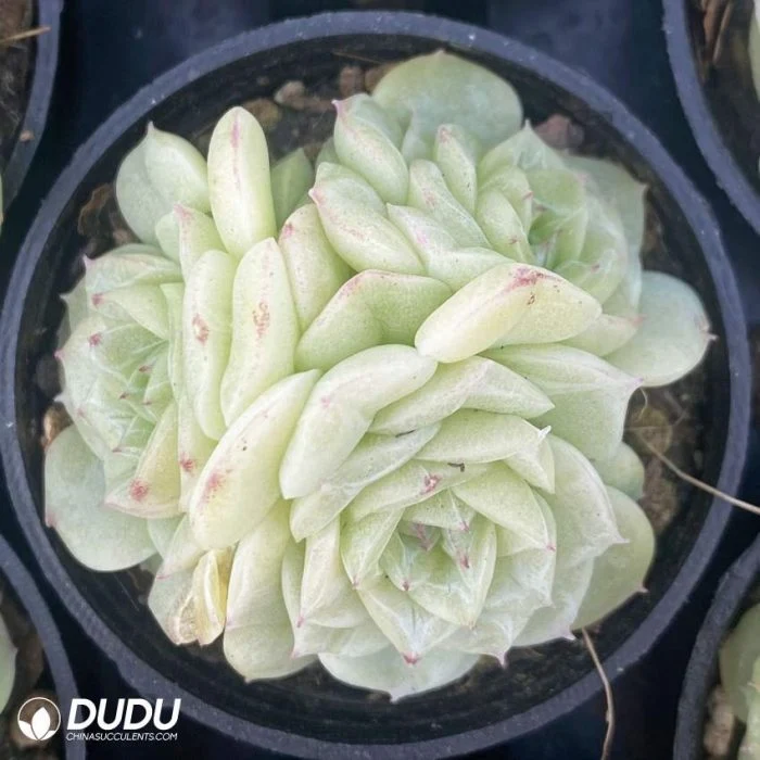 Dudu Cheap Floweing Unusual Echeveria White Swan Clustering Natural Live Succulent