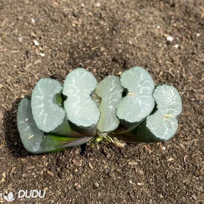 Dudu Hot Sale H. Maughanii &prime;hakuji Lens Haworthia Natural Live Succulent