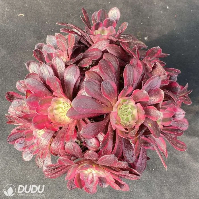 Dudu Outdoor Red Copper Pot White Variegate Aeonium Natural Live Succulent