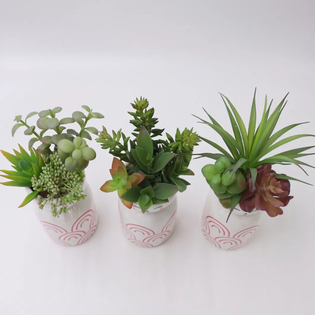 Indoor Natural Color Succulent Plants Live Artificial Bonsai Plant Succulent Plants