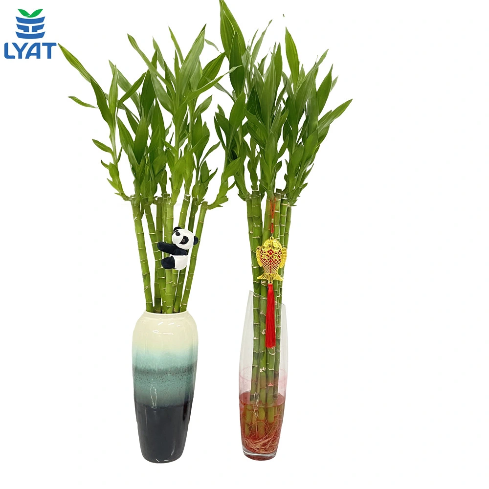 Dracaena Sanderiana Lucky Bamboo Straight Bamboo Stalks Home Decor Succulent