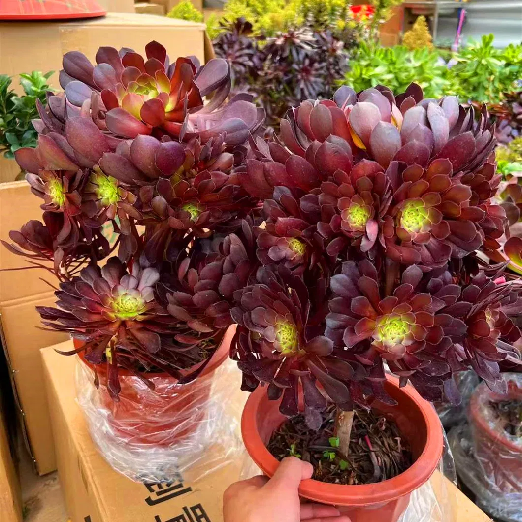 Aeonium Arboreum Atropureum Succulent Plants Bonsai Indoor Ornamental Plants