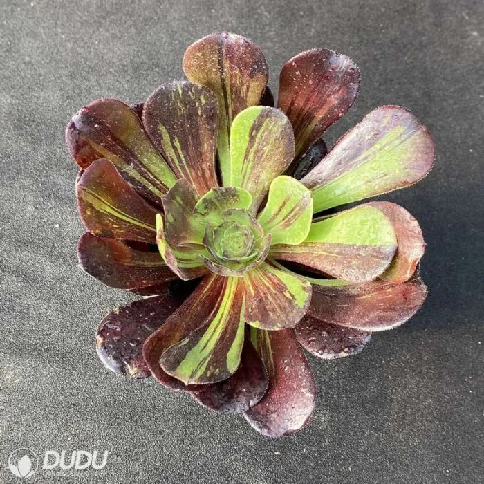 Dudu Wholesale Aurora Variegate Aeonium Natural Live Succulent Plants