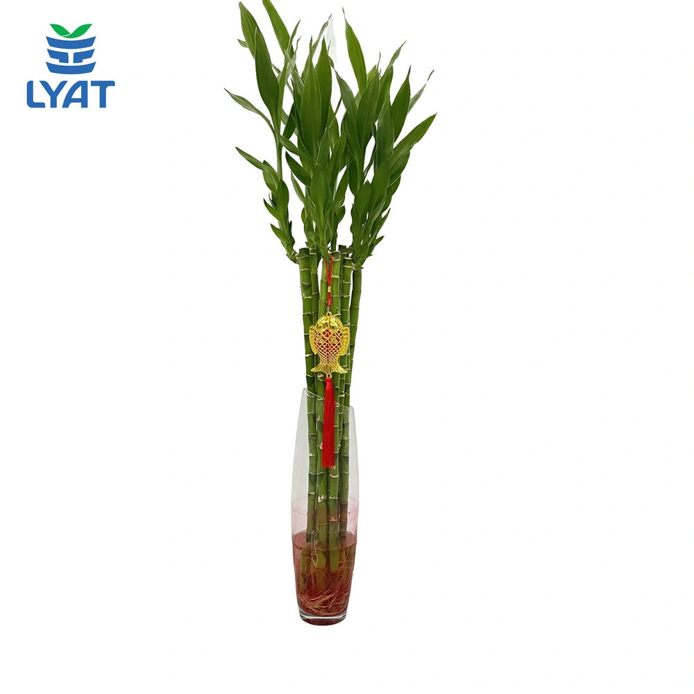 Dracaena Sanderiana Lucky Bamboo Straight Bamboo Stalks Home Decor Succulent