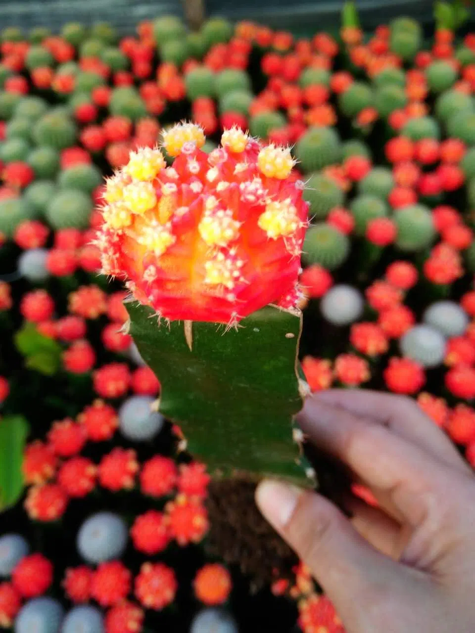 Grafted Gymnocalycium Mihanovichii Moon Cactus Live Plant Red Yellow Pink Multicolor