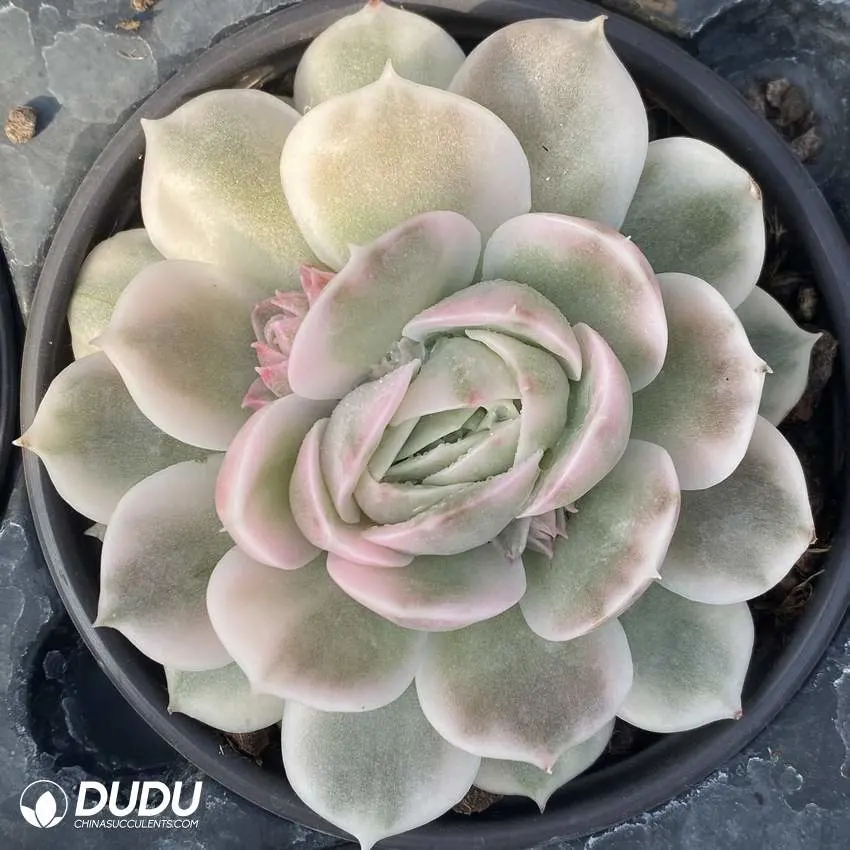 Dudu Beauty Hot Sale Ensno Variegate Echeveria Natural Live Succulent for Beginners