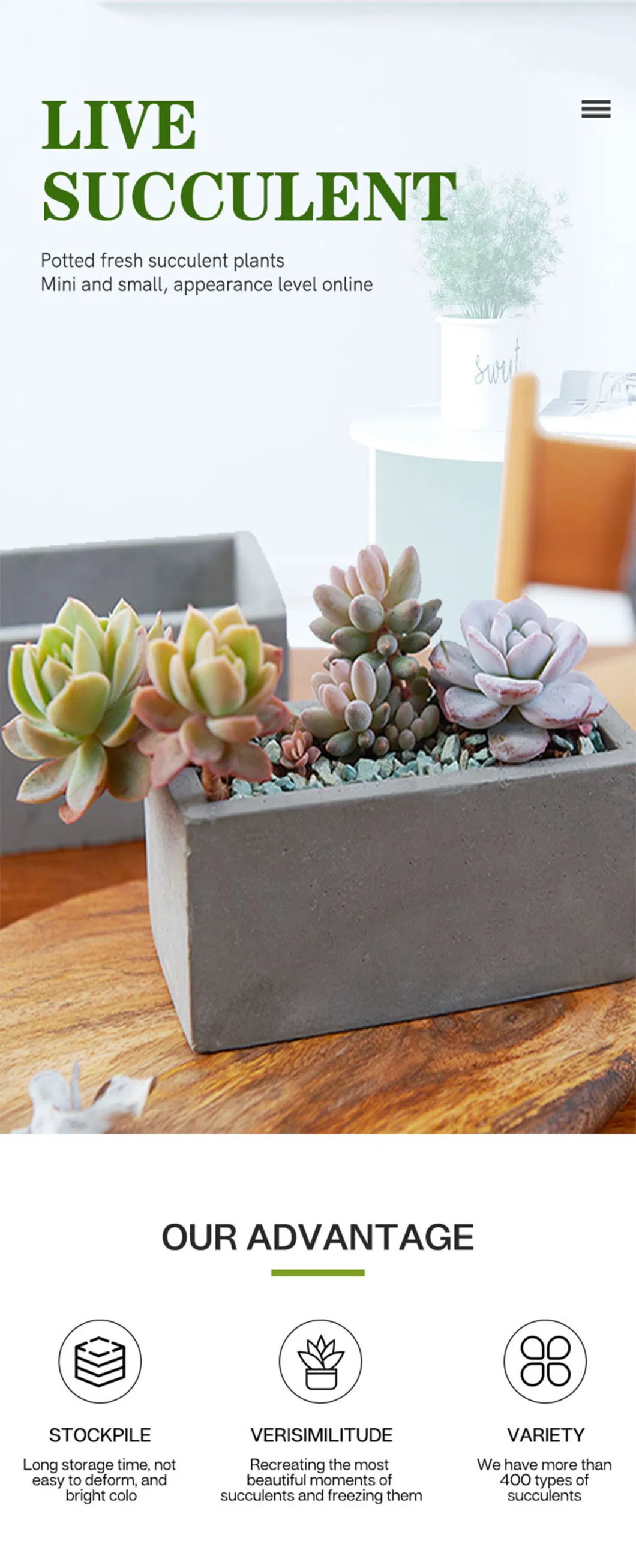 Dudu Beauty Hot Sale Ensno Variegate Echeveria Natural Live Succulent for Beginners