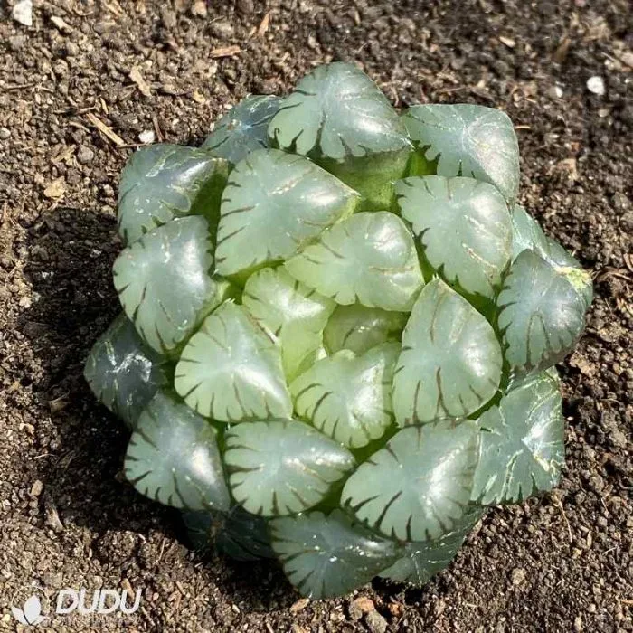 Dudu Hot Sale Ice Lamp Haworthia Natural Live Succulent