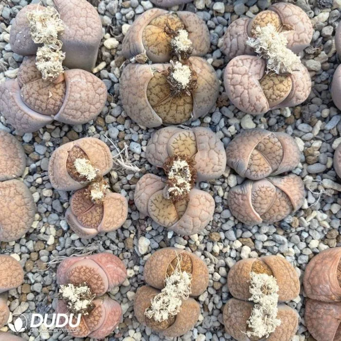 Dudu Beauty Cheap Indoor Lithops Lithops Hybrid Leslei X Dinteranthus Venzylii Lithops Natural Live Succulent