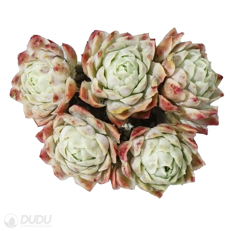 Dudu China Nursery Hot Sale Seigetsu Clustering Echeveria Natural Live Succulent