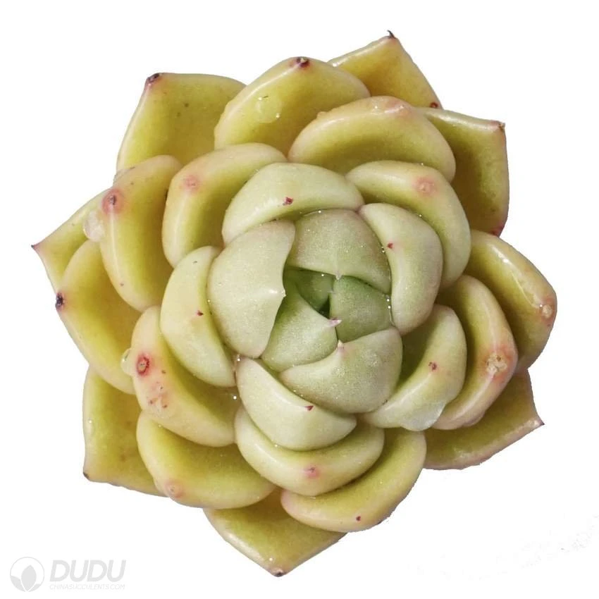 Dudu Hot New Arrival Colorful Ice City Echeveria Natural Live Succulent Plants