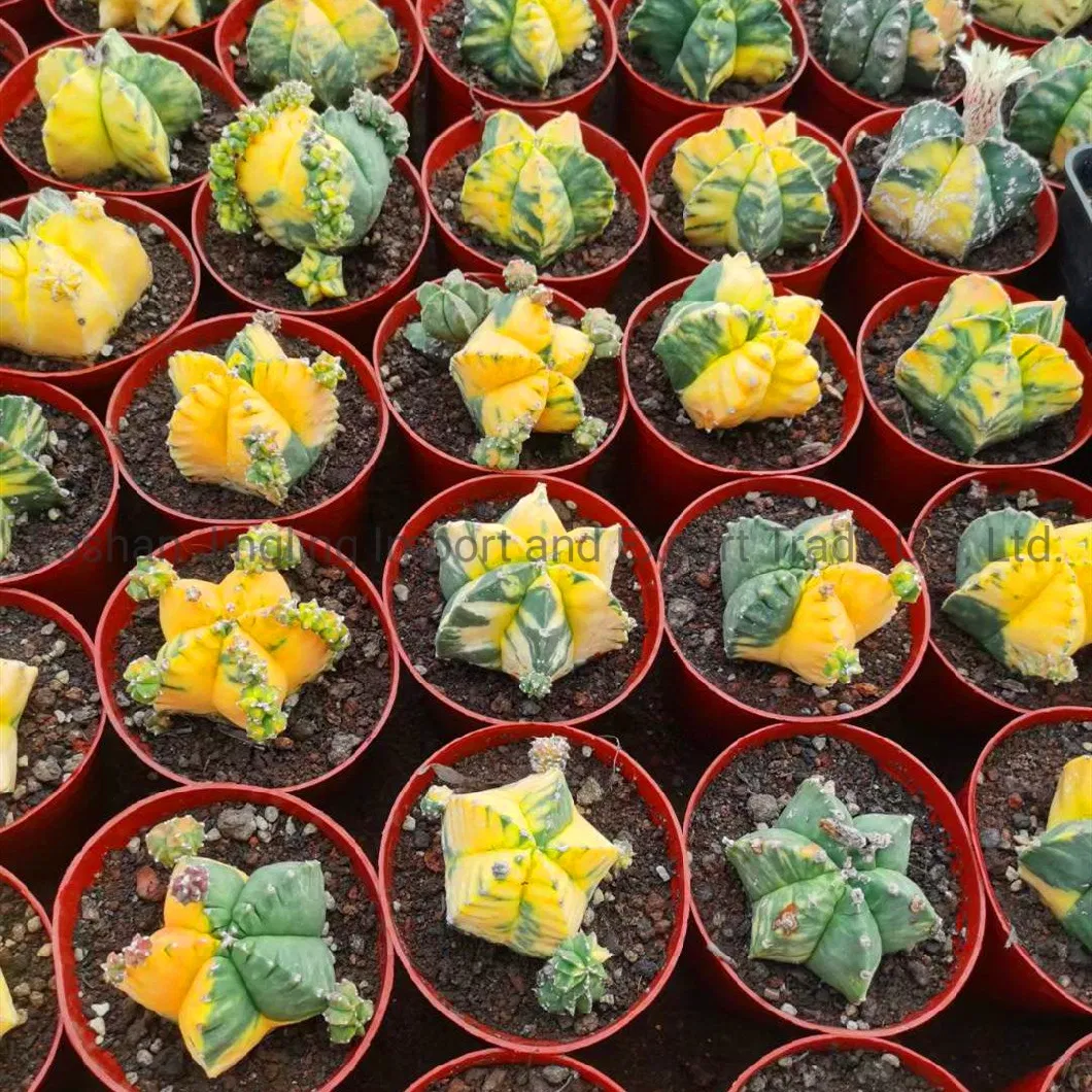 Astrophytum Myriostigma Varegata Rare Cactus Live Plant