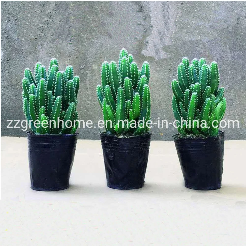 Cactus Fairy Castle Ornamental Live Plant