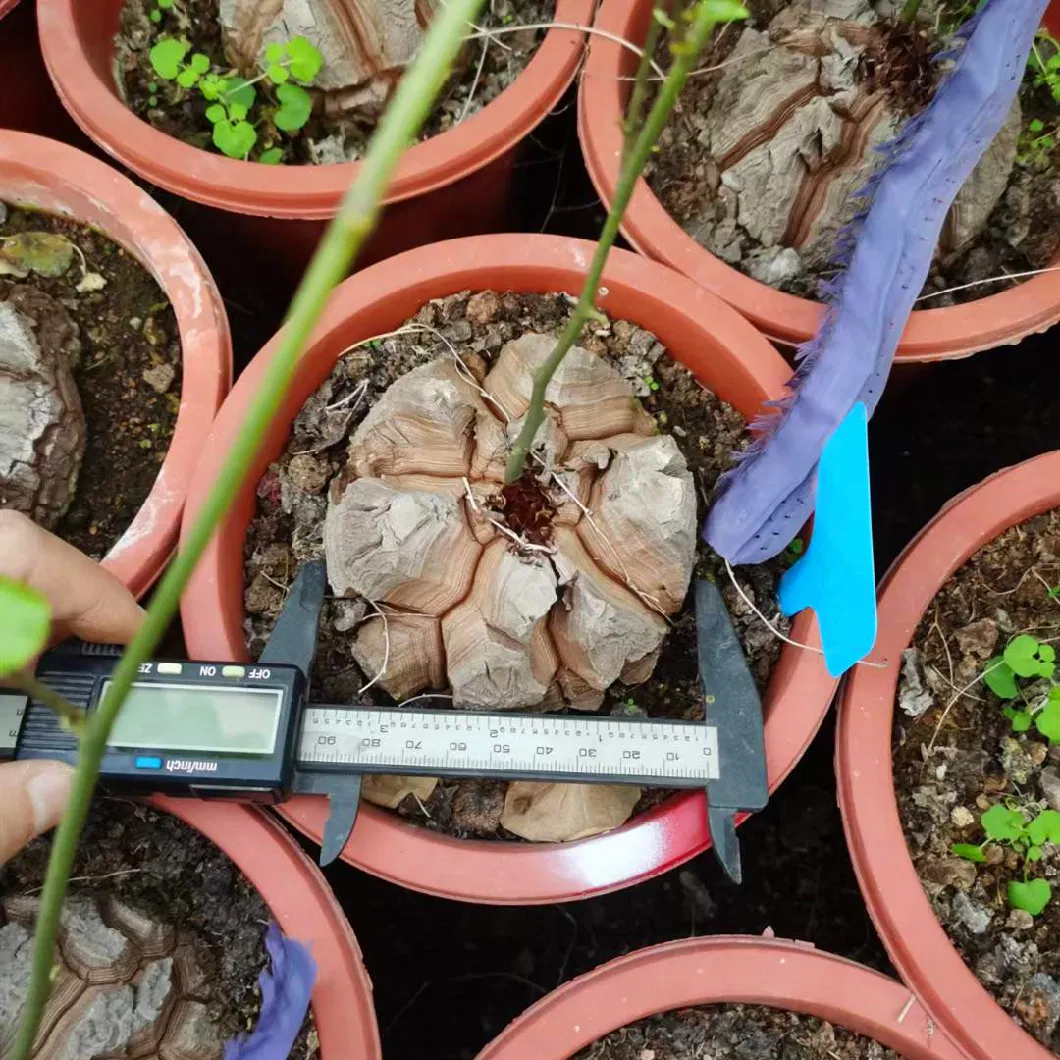 Tephrocactus Geometricus One Head Succulent Cactus Live Plant