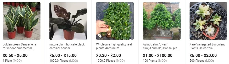 Real Plants Mini Succulent Plants All Kinds of Haworthia Spp Succulent