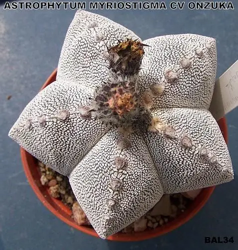 Cactus Astrophytum Myriostigma Lem Succulents