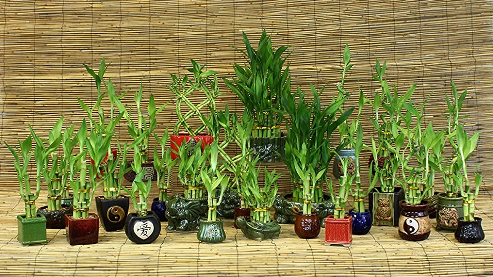 Live Lucky Bamboo Indoor Plants 3 Layer for Home Decoration Wholesale Succulents