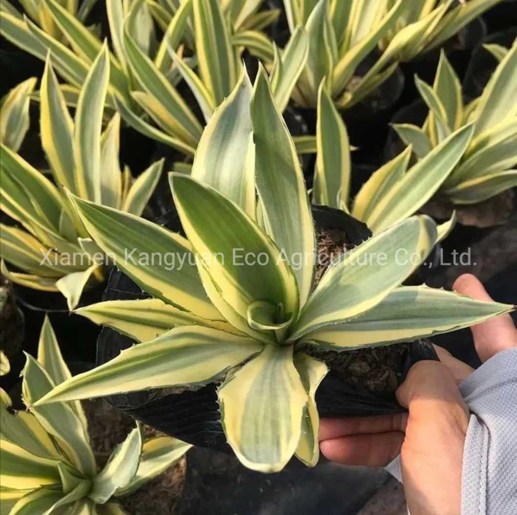 Rare Succulent Natural Plants Agave