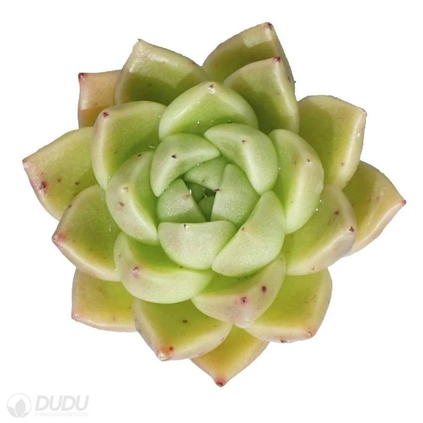 Dudu Hot Sale Colorful Quartz Echeveria Natural Live Succulent