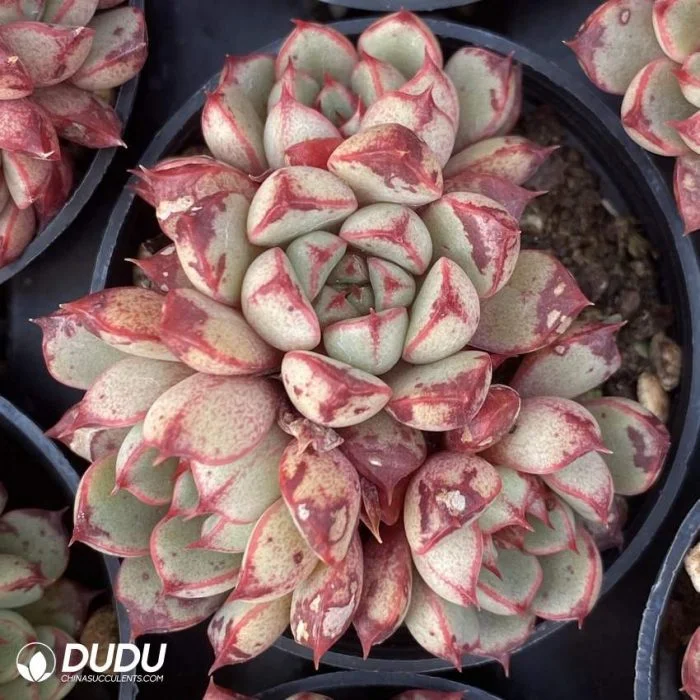 Dudu Mottled Real Rare Hardy Echeveria Blood Drop Natural Live Succulent