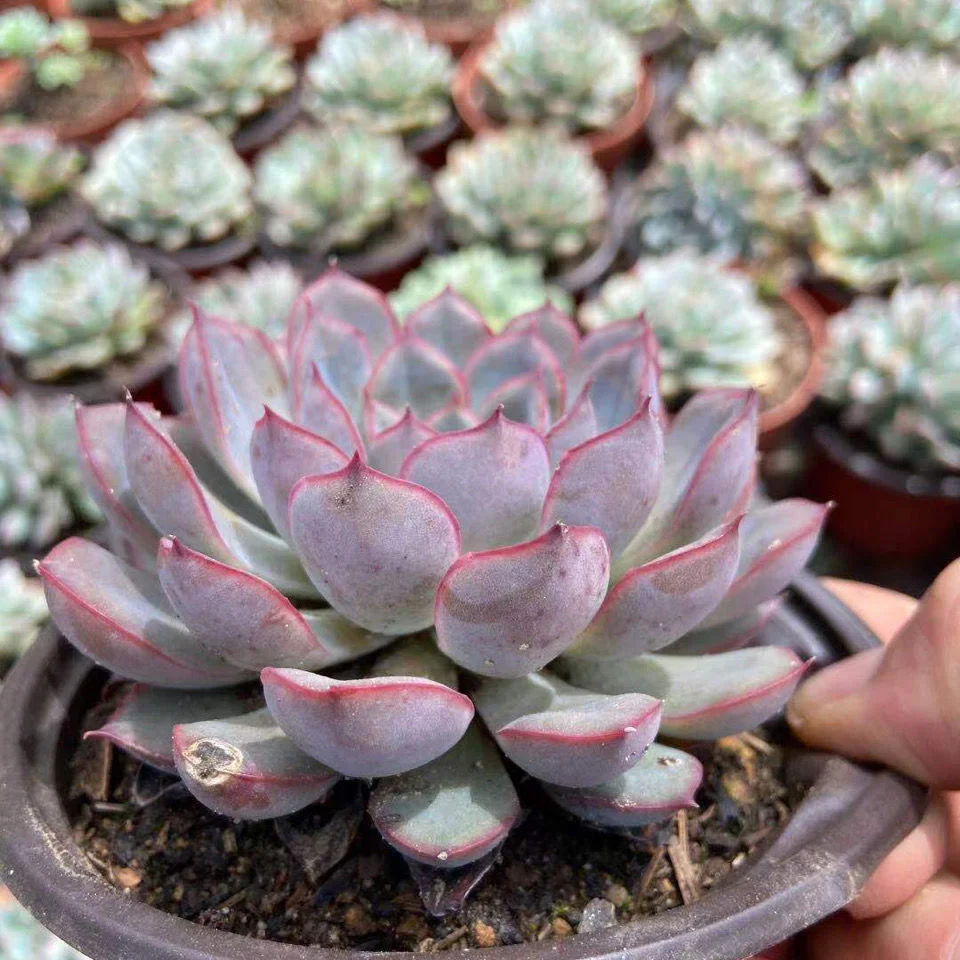 Echeveria Apus Hotsale Promotion Succulent Plants Bonsai