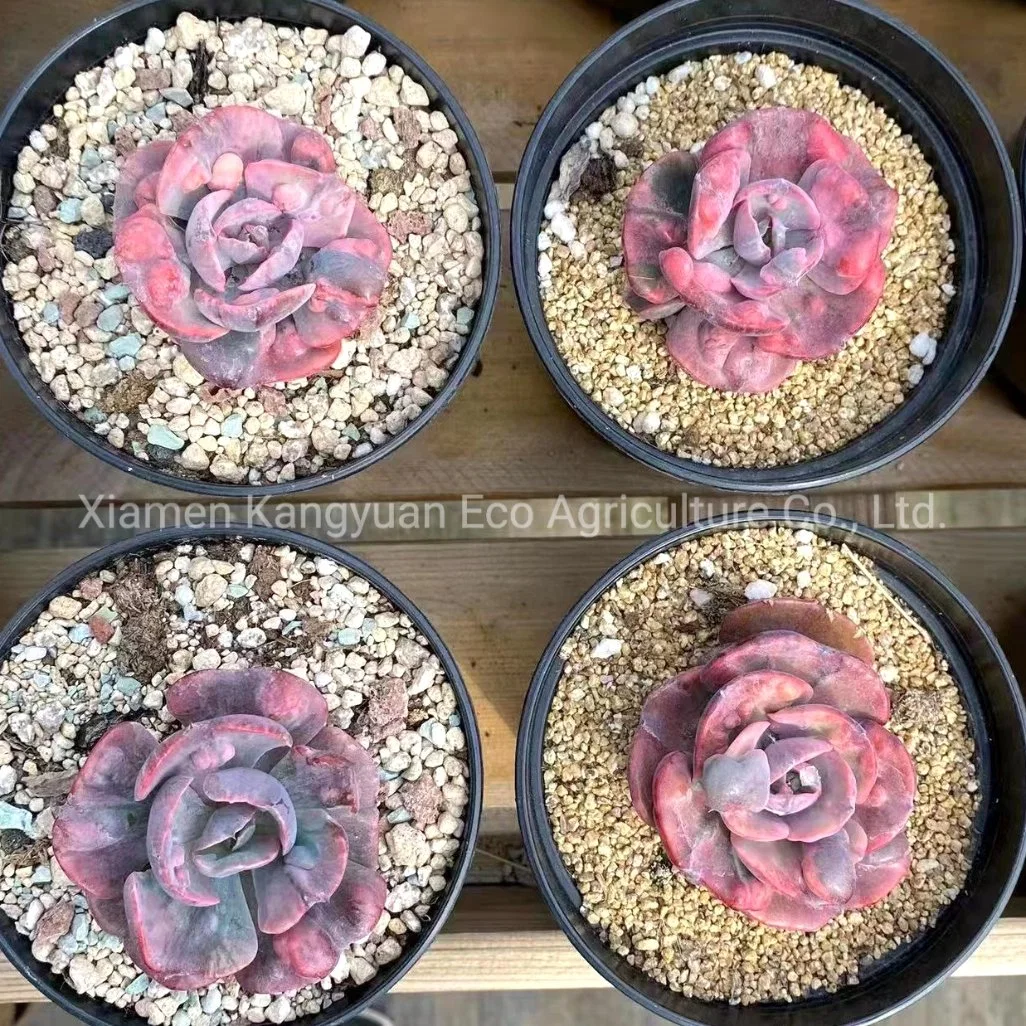 Beautiful Various Real Korea Succulents