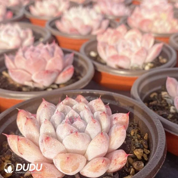 New Arrival Colourful Alba Beauty Echeveria Natural Live Succulent Plants