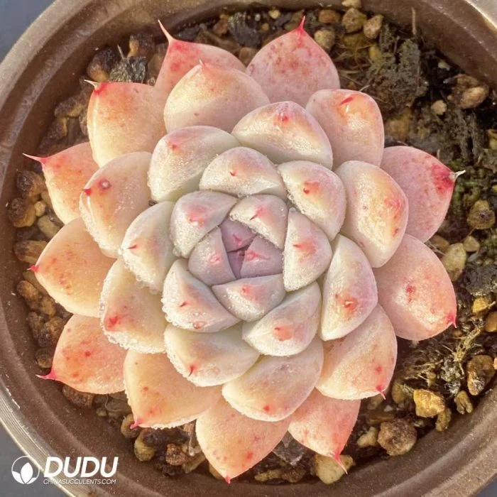 New Arrival Colourful Alba Beauty Echeveria Natural Live Succulent Plants