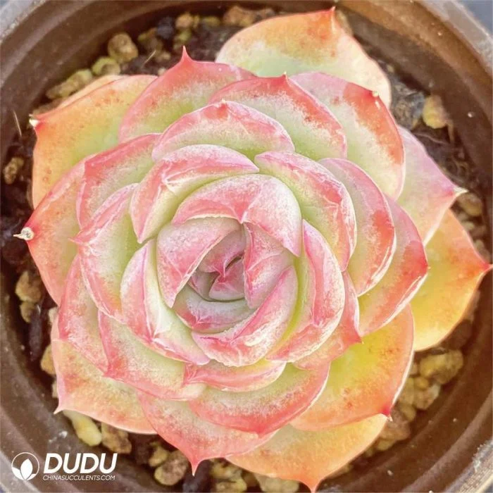 Dudu Popular Wholesale Echeveria Phantom Natural Live Succulent Plants