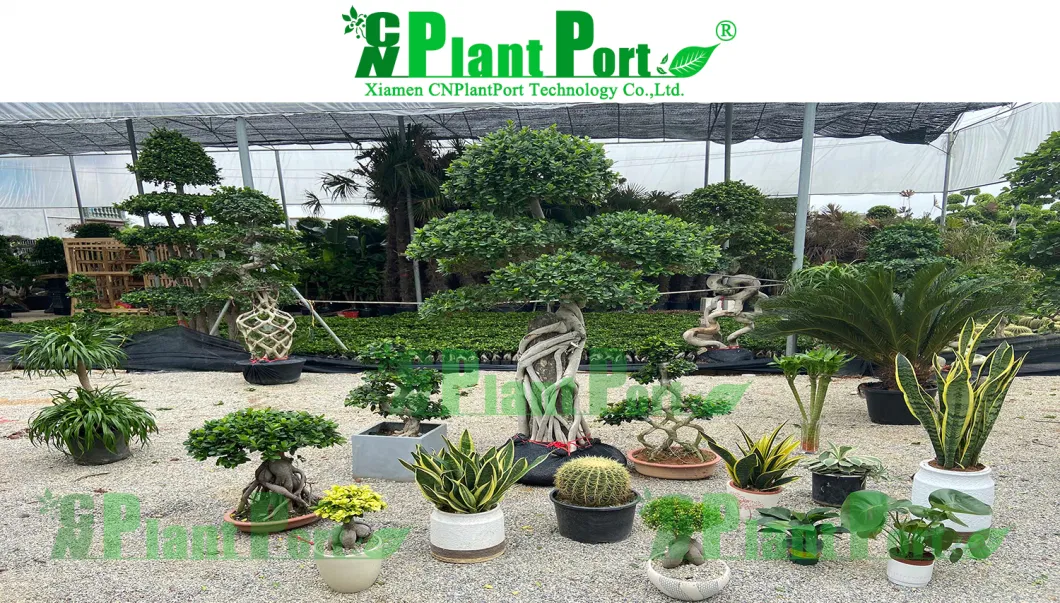 Cactus Nursery Echinocactus Grusonii Bonsai Succulent Indoor Live Plant Natural