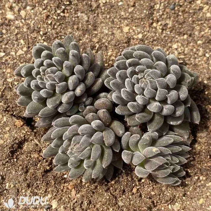 Dudu Rare Beautiful Sinocrassula Yunnanensis Echeveria Natural Live Succulent