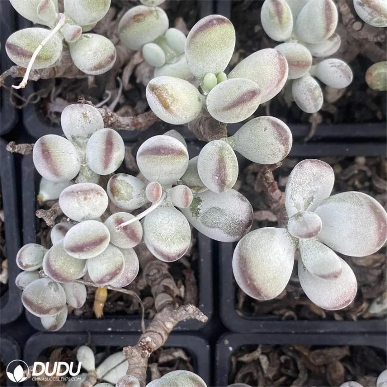 Dudu Beauty Cheap Indoor Cotyledon Pachyveria &prime;orpet&prime; Cotyledon Natural Live Succulent