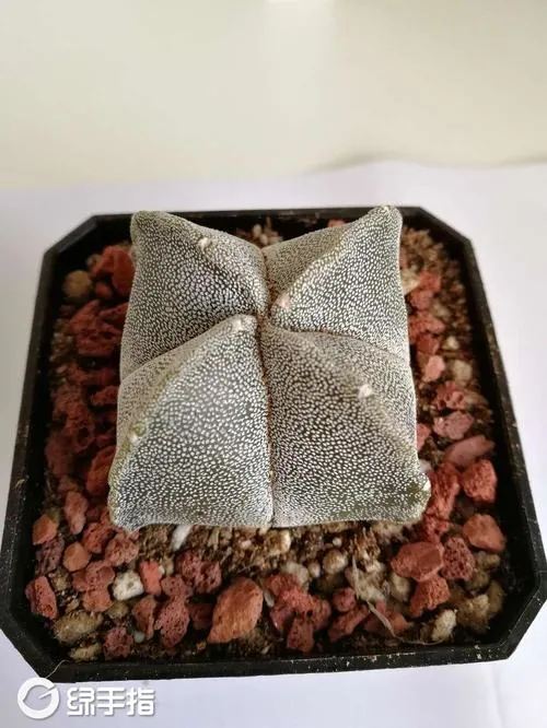 Cactus Astrophytum Myriostigma Lem Succulents