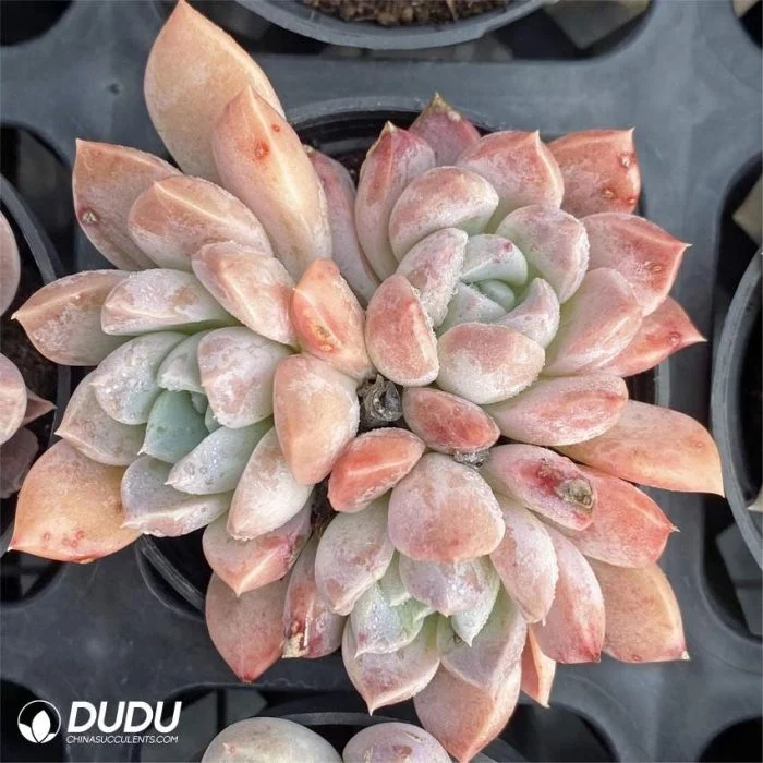 New Arrival Yunjiao Clustering Echeveria Natural Live Succulent