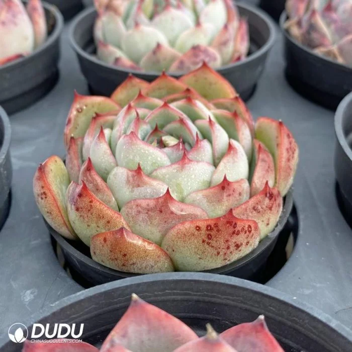 Dudu Wholesale Enchanting Fairy Echeveria Natural Live Succulent for Beginners