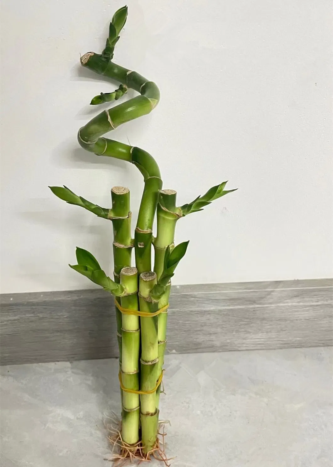 Lucky Bamboo Bonsai Evergreen Nursery Decoration Succulents Tree Bamboo Plants