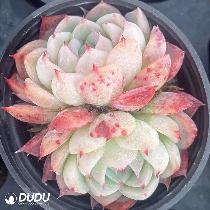 Dudu China Nursery Live Plants Pink Crystal Double Head Echeveria Natural Live Succulent Plants