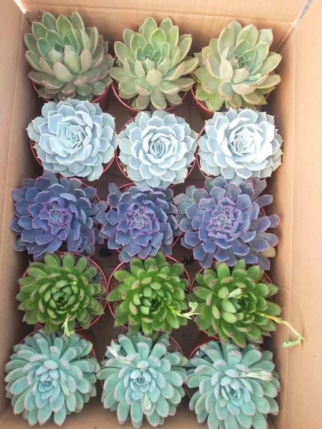 Mixed Potted Echeveria Plants - Succulent Plant for Wholesale