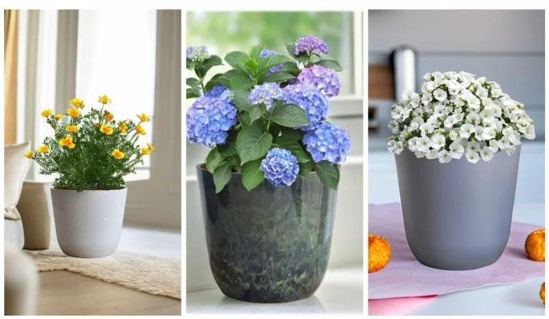 Garden Furniture Square Plastic Flower Pot for Home Decoration