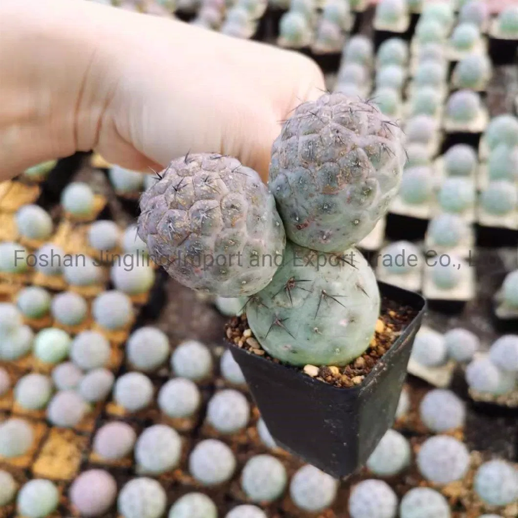 Tephrocactus Geometricus Live Rare Cactus Live Plants for Home Decoration